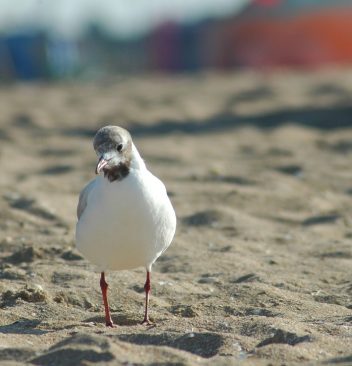 Un camping à Houlgate proche des meilleures plages de Normandie !