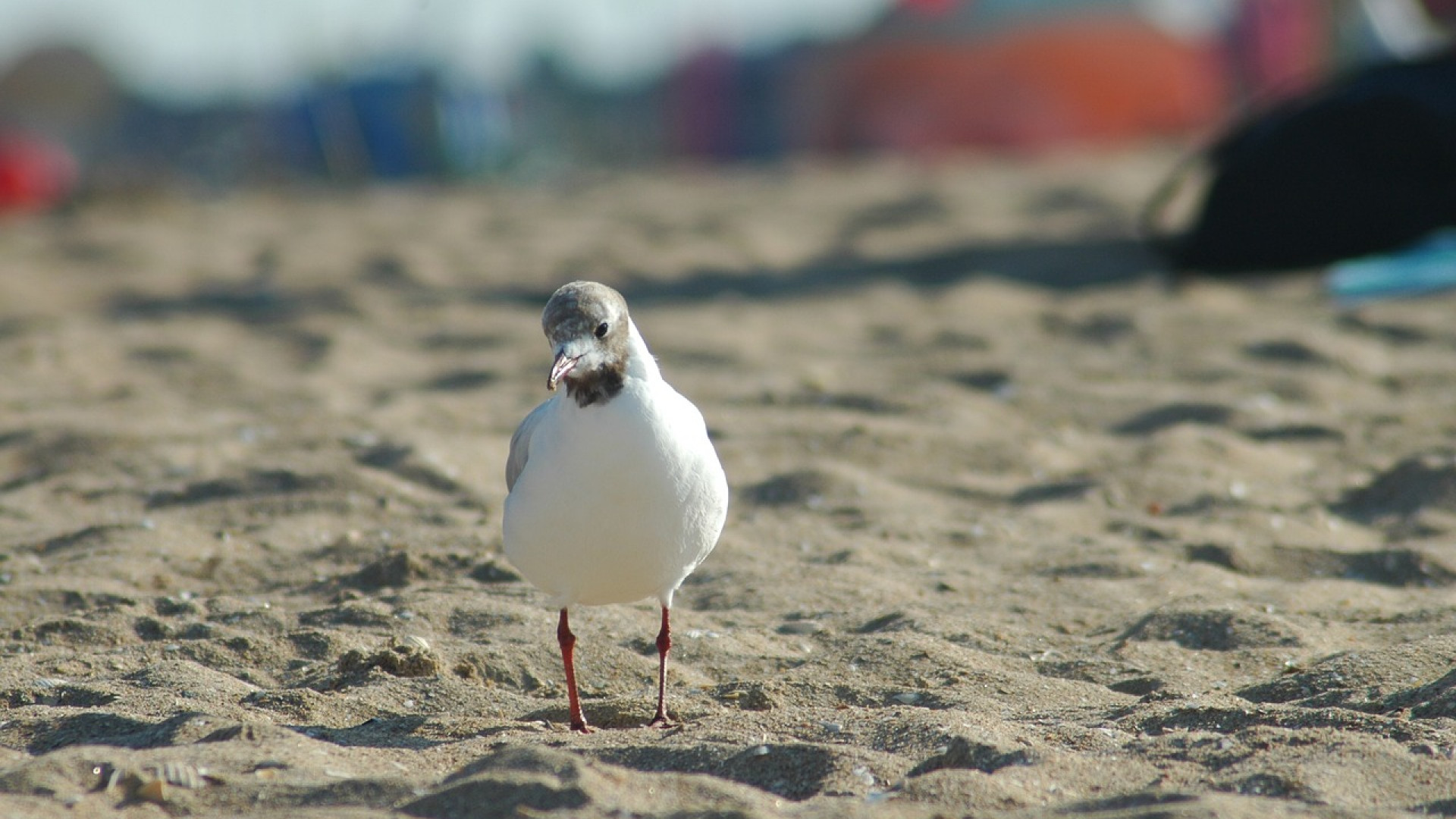 Un camping à Houlgate proche des meilleures plages de Normandie !