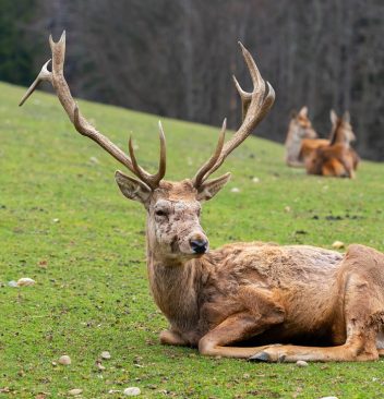 Découvrez la richesse du parc naturel Normandie-Maine